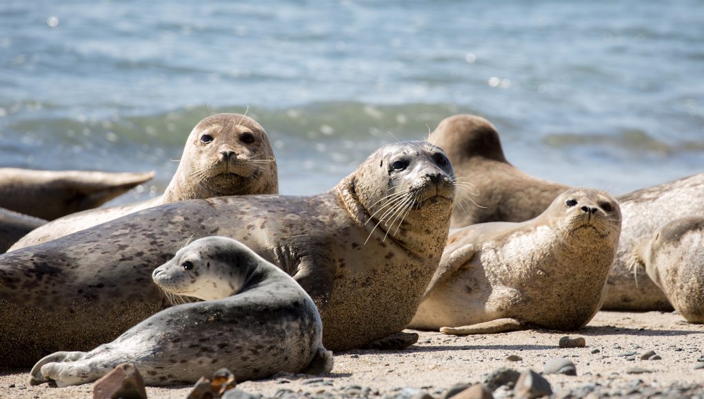 Phoques - Parc national du Bic