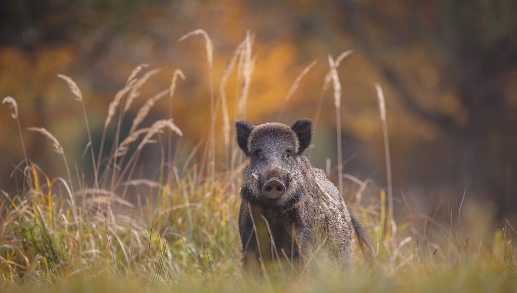 sanglier-neil-burton