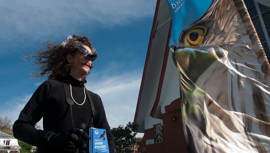 festival-oiseaux-migrateurs-cote-nord