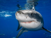 Rencontre exceptionnelle d’un grand requin blanc dans les eaux de la Côte-Nord